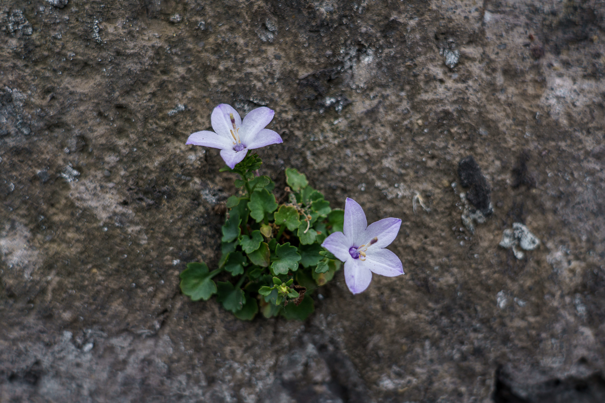 _DSC4915.jpg