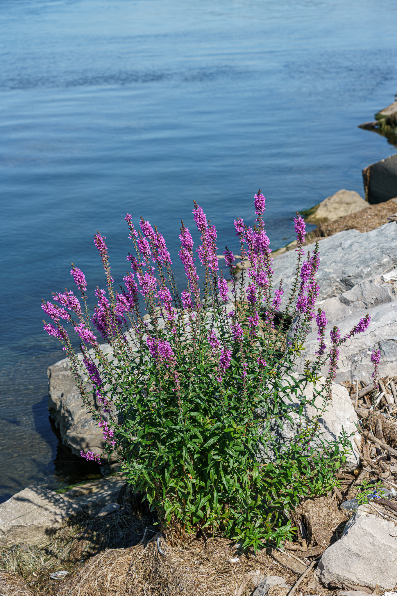 _DSC7041.jpg