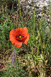 _SA10264.jpg