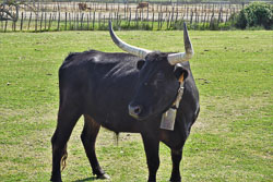 DSC01015-3.jpg