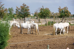 _SA10992.jpg