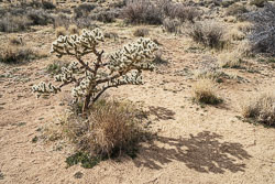 2024-02-Palm Springs