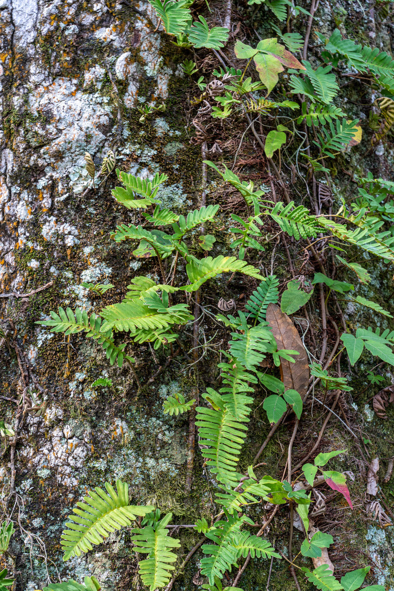 _DSC1140.jpg