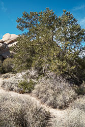 Joshua Tree National Park