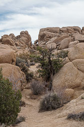 Joshua Tree National Park