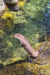 Photos of Otters at the High Desert Museum