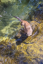 Photos of Otters at the High Desert Museum