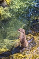 The High Desert Museum