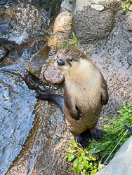 Video of Otters at the High Desert Museum