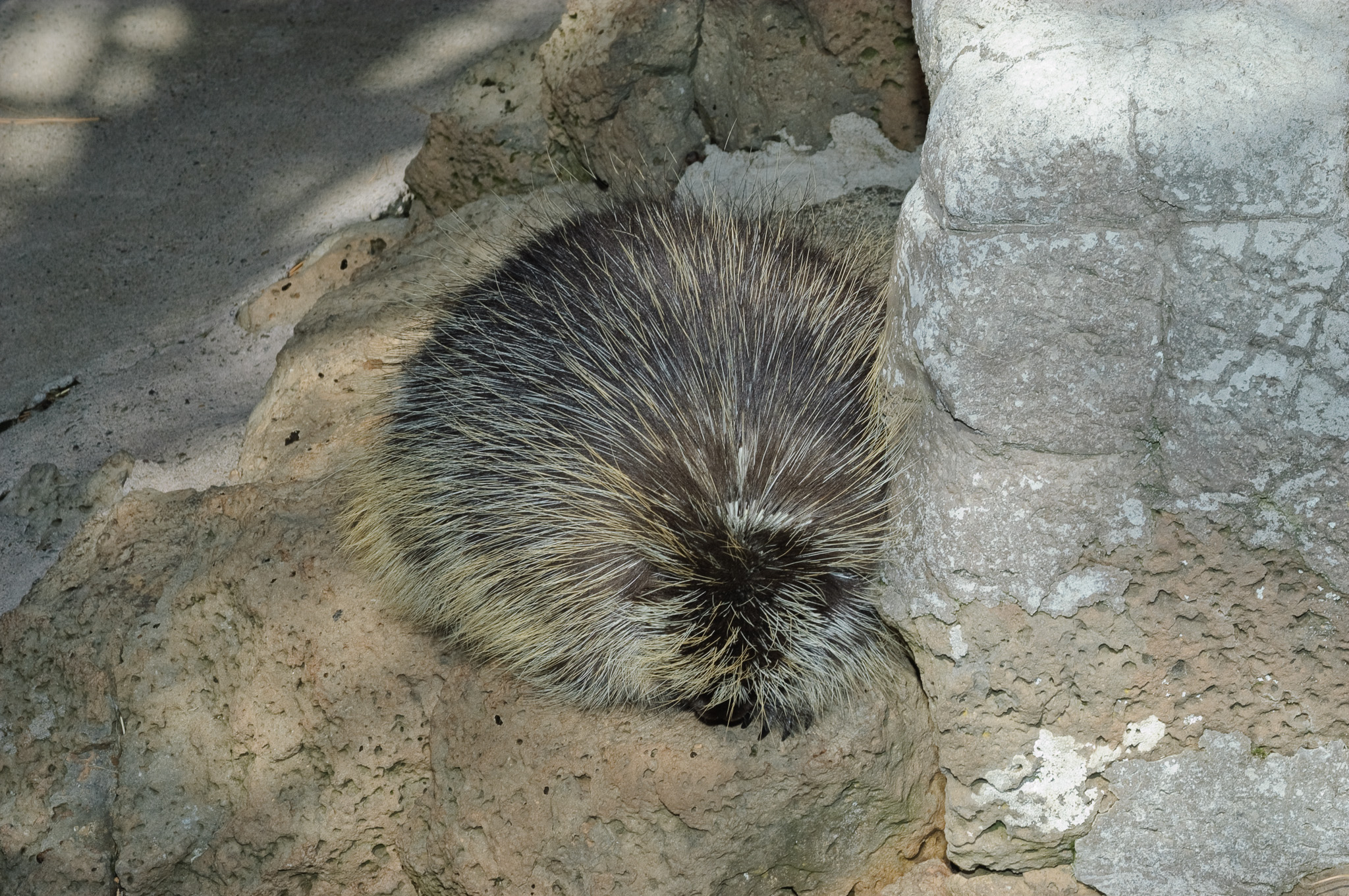 HighDesertMuseum3223.jpg