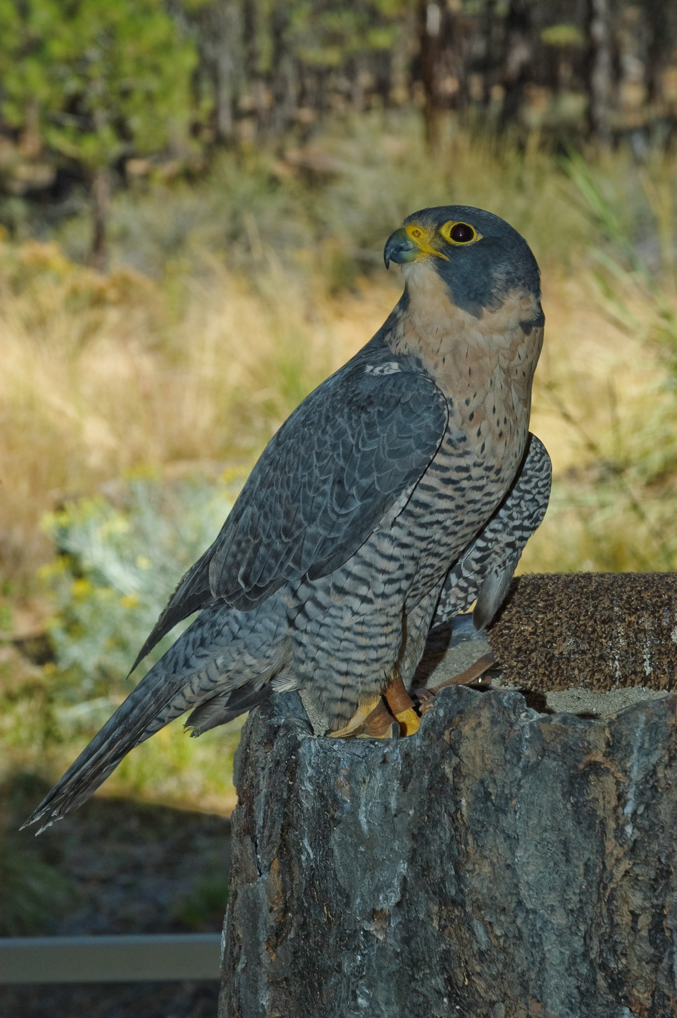 HighDesertMuseum3233.jpg