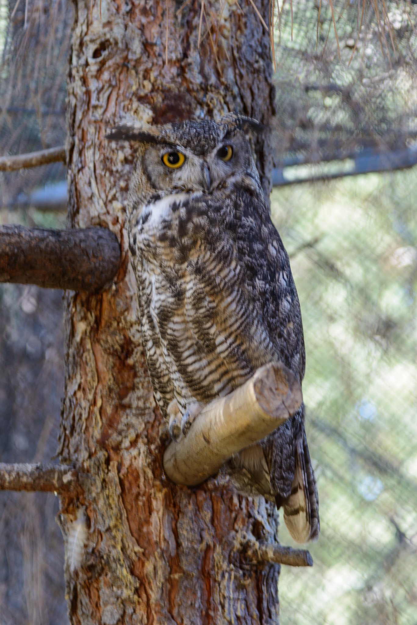 _DSC8487.jpg