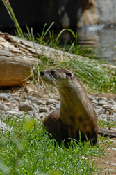 The High Desert Museum