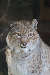 The High Desert Museum