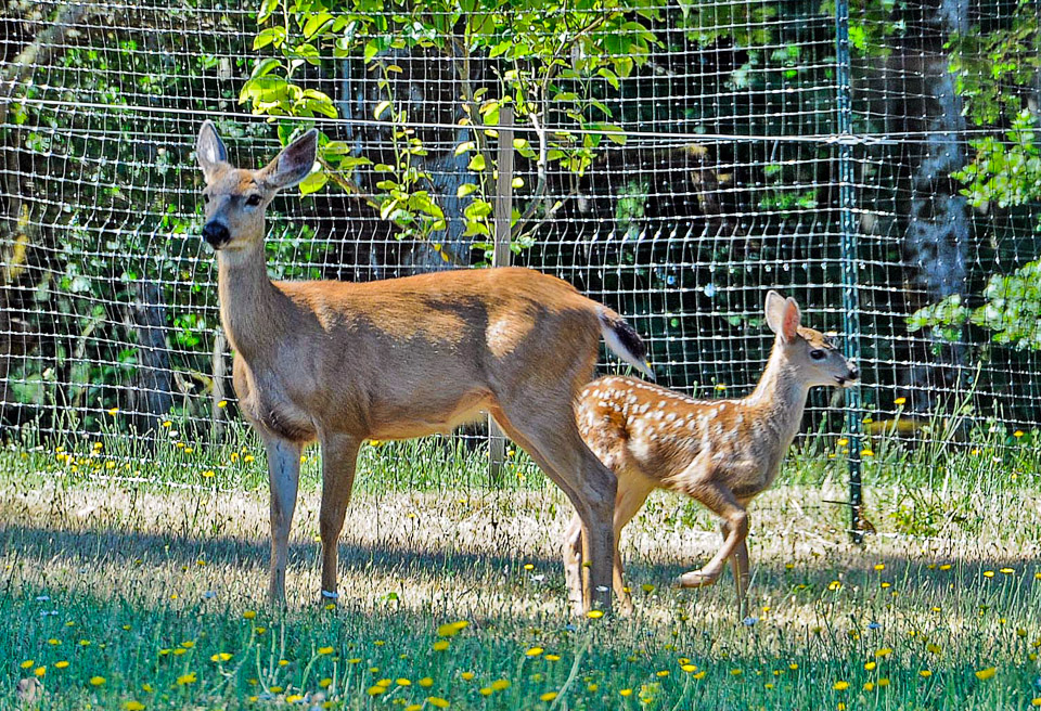 Doe-and-Fawn--1763.jpg