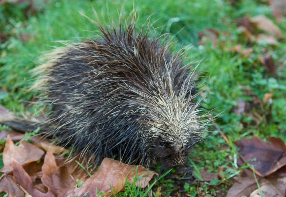 Porcupine-7078.jpg