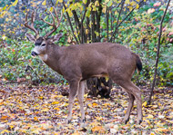 Deer-5195.jpg