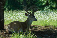 Deer-7918.jpg