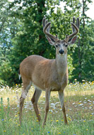 Deer-8107.jpg