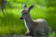 Deer6163.jpg