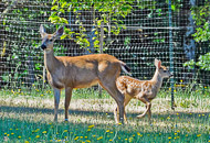 Doe-and-Fawn--1763.jpg