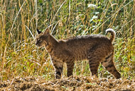 Wildlife4796-Edit.jpg