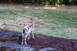 Piebald Fawn