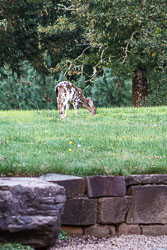 Piebald Fawn